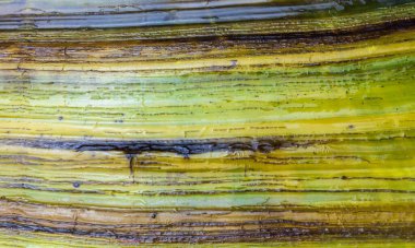 Mavi midyenin dış kabuk dokusu, Mytilus Edulis. Hayvan, doğa geçmişi