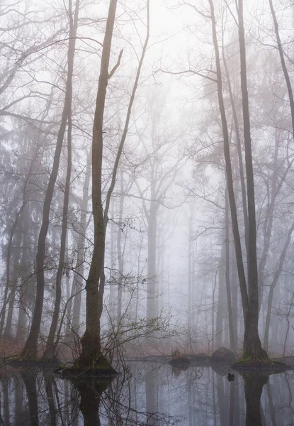 Swamp Trees Small Lake Misty Fog Sunrise Tranquil Moody Czech — стокове фото