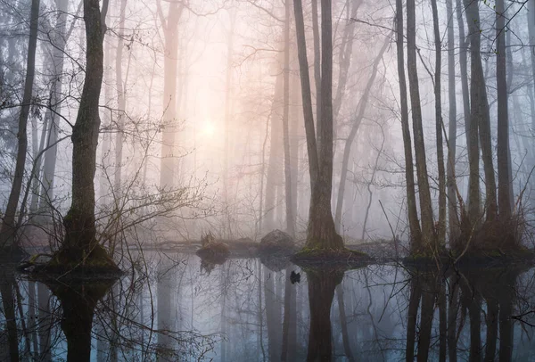 Swamp Trees Small Lake Misty Fog Sunrise Tranquil Moody Czech — Stock Photo, Image