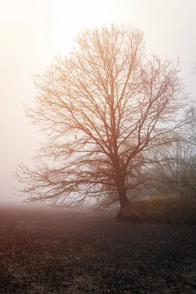 Tree Silhouette Released Pond Shore Misty Fog Sunrise Czech Spring — стокове фото