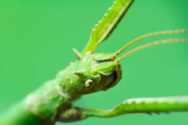 Makro Foto Zelené Vycházkové Hole Štěnice Fobeticus Serratipes Hlava Zvíře — Stock fotografie