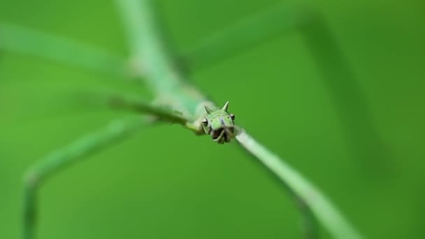 Macro Shot Green Walking Stick Bug Stick Phobaeticus Serratipes Head — Vídeo de Stock