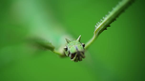 Macro Shot Van Groene Wandelstok Stok Bug Fobaeticus Serratipes Hoofd — Stockvideo