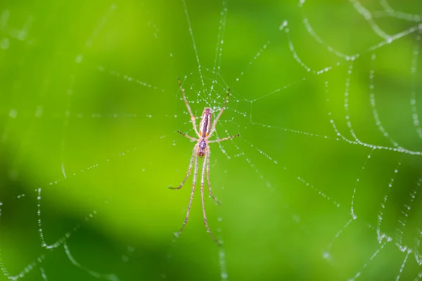 Boden Einer Winzigen Spinne Die Inmitten Eines Spinnennetzes Mit Tauwassertropfen — Stockfoto