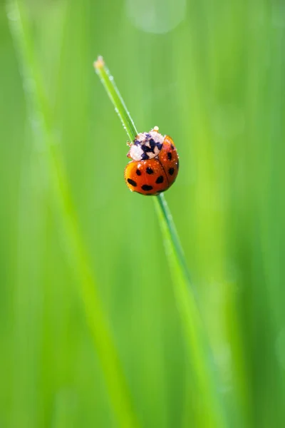 Mariquita Animal Sentado Tallo Hierba Con Gota Lluvia Rocío Animal — Foto de Stock