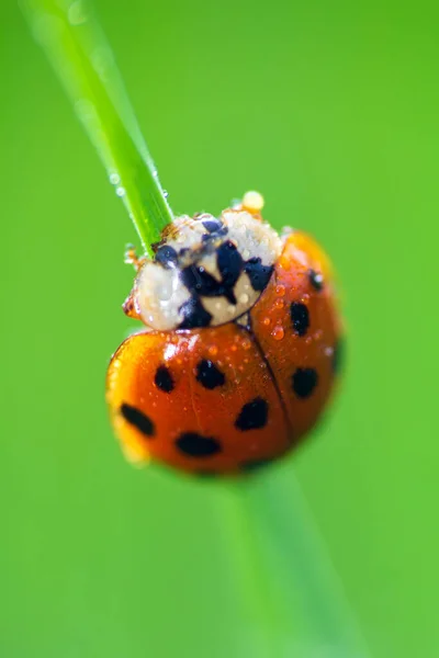 Ladybug Ζώο Κάθεται Στο Στέλεχος Γρασίδι Σταγόνα Βροχής Από Δροσιά — Φωτογραφία Αρχείου