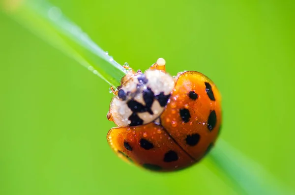 Mariquita Animal Sentado Tallo Hierba Con Gota Lluvia Rocío Animal — Foto de Stock