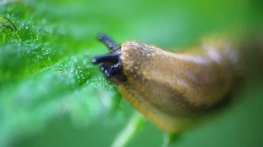 Küçük salyangoz hayvan yeşil yaprağın üzerinde çiğ damlaları ile kayar.