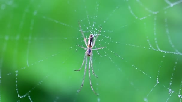Örümcek Ağının Ortasında Oturan Küçük Örümceğin Altında Çiğ Damlaları Mavimsi — Stok video