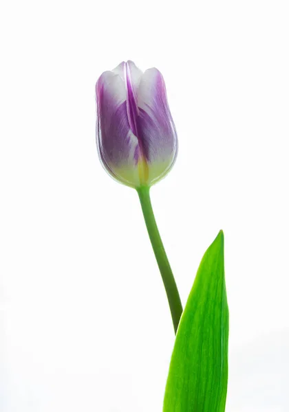 Beyaz Arka Plan Üzerinde Izole Mor Lale Çiçek — Stok fotoğraf