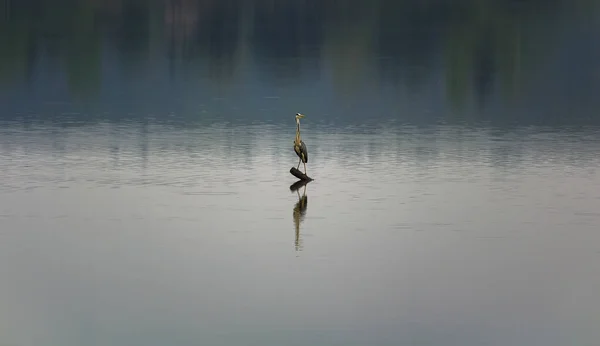 Grey Heron Ardea Cinerea Bird Standing Wood Stick Pond Overcast — Foto Stock