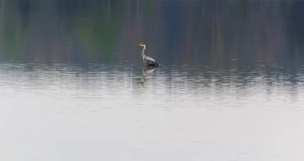 Grå Häger Ardea Cinerea Fågel Som Står Från Sida Damm — Stockfoto