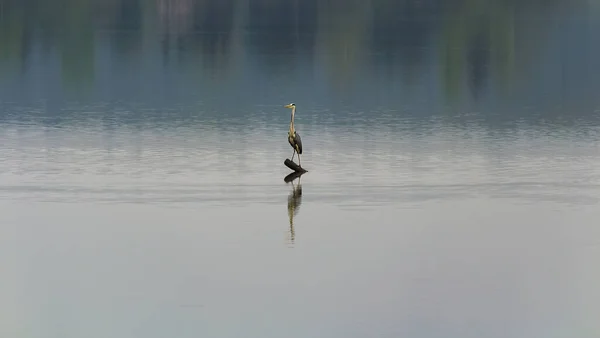 Grey Heron Ardea Cinerea Bird Standing Wood Stick Pond Overcast — Foto Stock