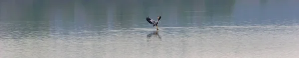 Grey Heron Ardea Cinerea Bird Landing Pond Surface Overcast Weather — Photo