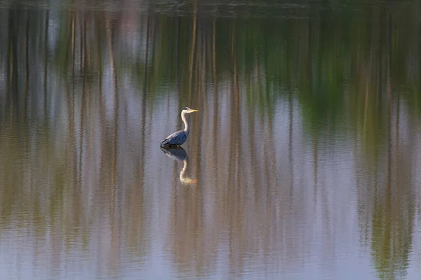 灰鲱鱼 水仙花鸟站在池塘边和抽象的倒影 野生动物背景 — 图库照片