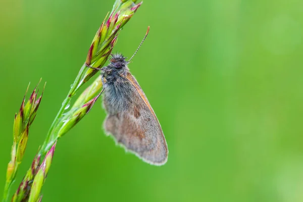 小さな青い蝶は 水滴と草の茎に休んでいます 動物の背景 — ストック写真