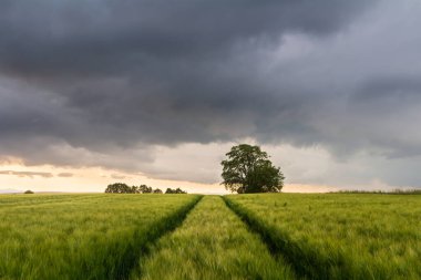 Ağaçları ve çarpıcı bulutlu gökyüzü olan arpa tarlası. Çek manzarası