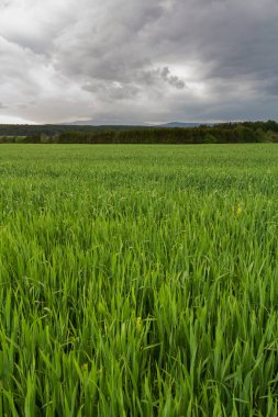 Ağaçlı, uzak tepeli, fırtınalı, dramatik bulutlu bir tarım alanı. Çek manzarası 