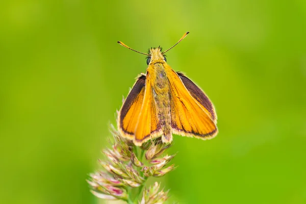 大規模なスキッパーにトップビューでは 黄土色のシルバヌス蝶草の茎に座っている 動物性の背景 — ストック写真