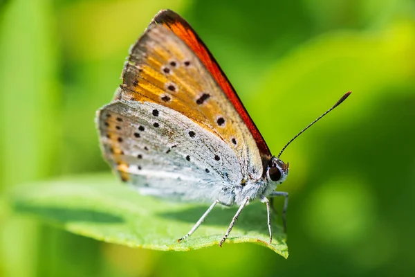 大きな銅 ライカの葉の上に横から座って昆虫蝶を払拭します 動物の背景 — ストック写真