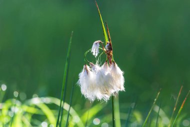 Pamuk çim, eriophorum angustifolium çiçeği ve mavi arka plan.
