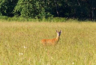 Capreolus capreolus, arka planda ormanla birlikte çayırda duran geyik yumurtası. 