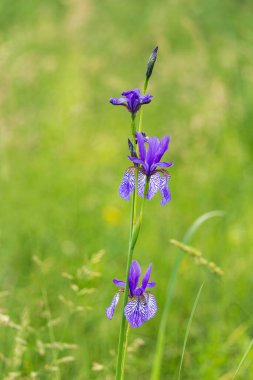 Sibirya irisi, çimenlerdeki iris sibirika çiçeği. Bitki arkaplanı