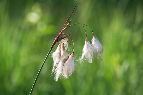 Βαμβάκι Χόρτο Eriophorum Angustifolium Λουλούδι Φόντο Blured — Φωτογραφία Αρχείου