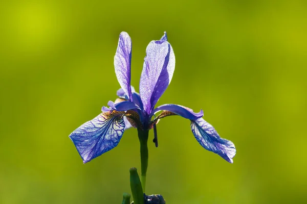 Detalle Del Iris Siberiano Flor Iris Sibirica Con Fondo Borroso —  Fotos de Stock