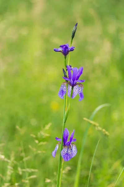 Iris Siberiano Flor Iris Sibirica Hierba Fondo Vegetal —  Fotos de Stock