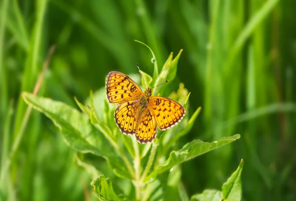 Fritillary Verde Oscuro Insecto Mariposa Argynnis Aglaja Sentado Tallo Hierba — Foto de Stock