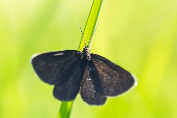 Schoorsteenveger Odezia Atrata Vlinder Insect Zittend Gras Stengel Dierlijke Achtergrond — Stockfoto