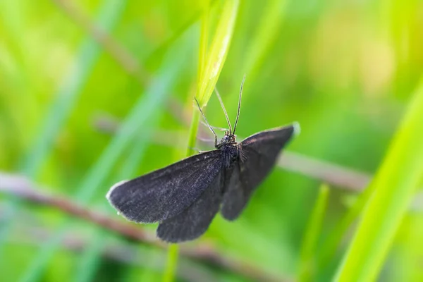 Varredor Chaminés Odezia Atrata Inseto Borboleta Sentado Caule Grama Contexto — Fotografia de Stock