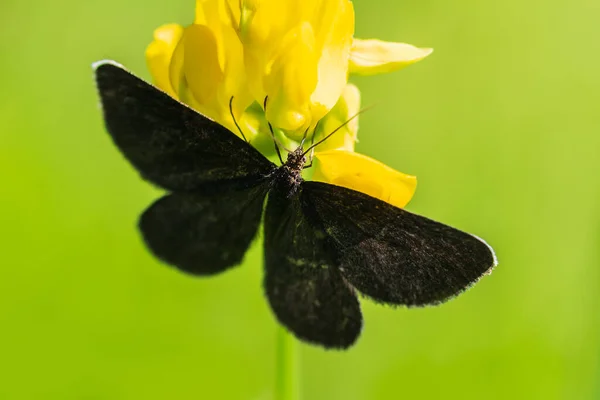 煙突スイーパー 花に座ってOdezia Atrata蝶昆虫 動物の背景 — ストック写真
