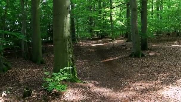 Caminhando Pelo Caminho Frondosa Floresta Verão Com Luz Solar Paisagem — Vídeo de Stock