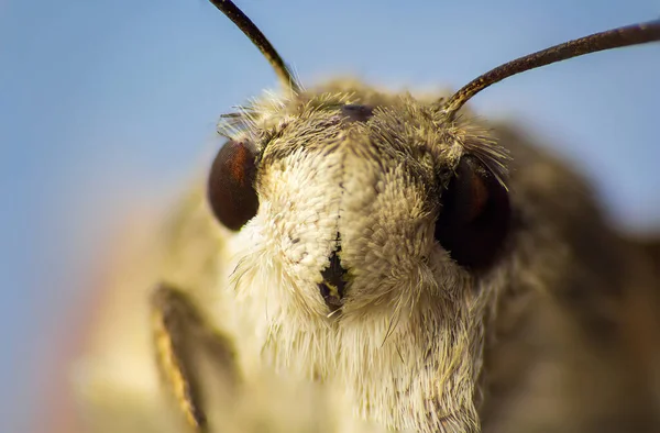 Vista Frontal Hummingbird Hawk Moth Macroglossum Stellatarum Animal Textura Macro — Fotografia de Stock