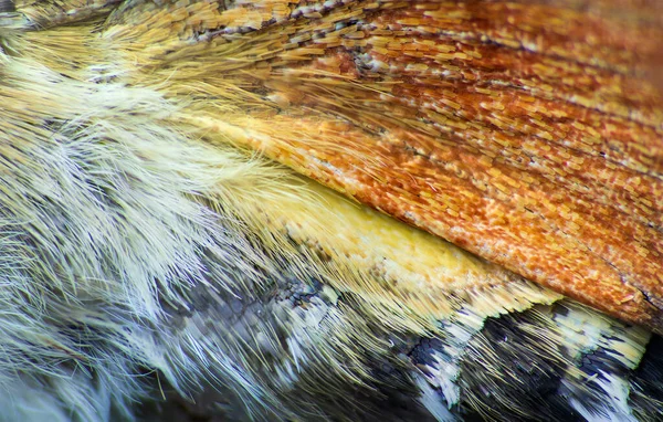 哺乳類の鷹の蛾の側 巨大な光沢のある星状動物 蝶の羽や体のマクロな質感 — ストック写真