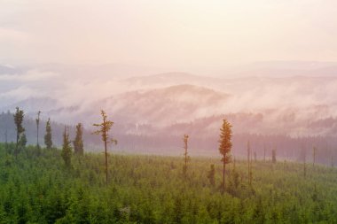 Gün doğumunda sisli ormanda kozalaklı ağaçlar. Çek doğası, Sumava rezervi, knizeci Çelik Bölgesi