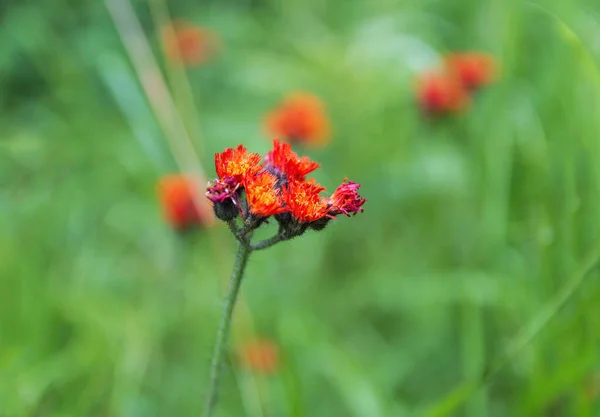 Hieracium Aurantiacum Hawkweed Flower Plant Blured Background — ストック写真