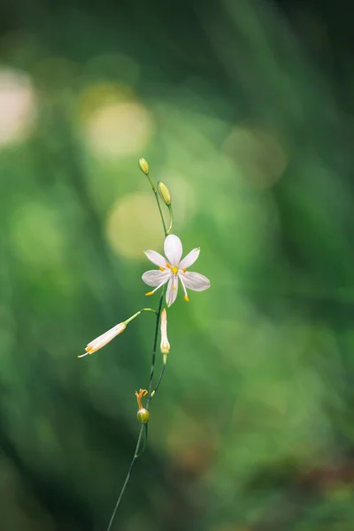 Field Mouse Ear Cerastinum Arvense Plant Blured Background Wild Flower — Fotografia de Stock