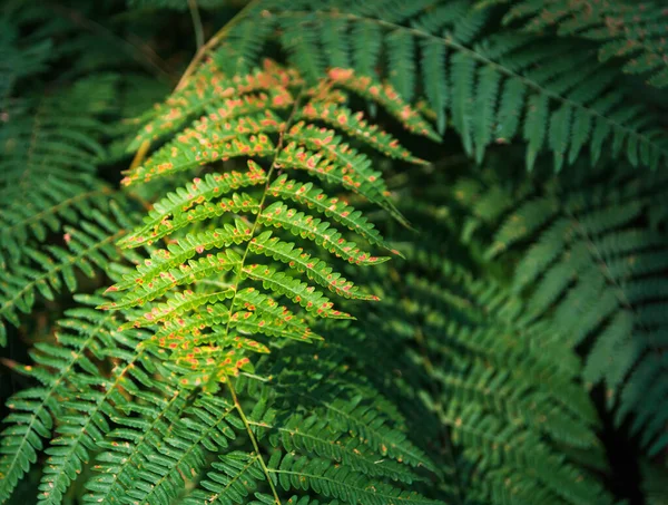 Das Farnblatt Schien Von Der Sonne Wald Natur Dunkles Muster — Stockfoto