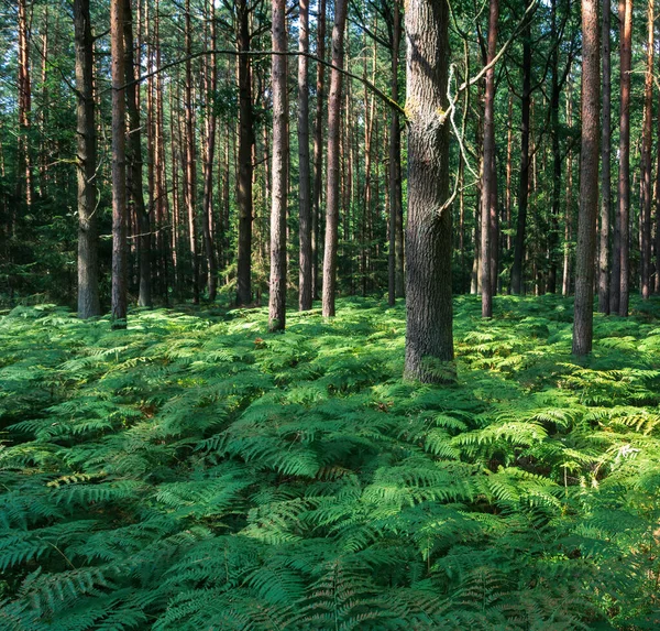 Nice fern plant in forest. Czech landscape