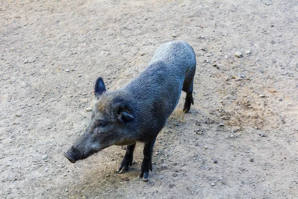 Portrait Wild Board Pig Swine Sus Scrofa Standing Sand Land — Stockfoto