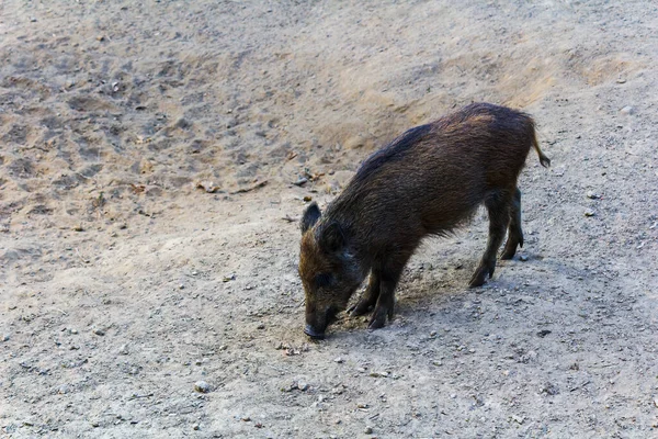 Portrait Wild Board Pig Swine Sus Scrofa Juvenile Standing Sand — Stockfoto