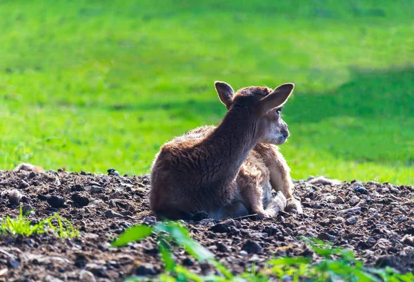 Portrait Fallow Deer Dama Dama Juvenile Laying Pasture Wild Animal — Stockfoto