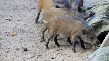 Portrait of wild board, pig, swine, sus scrofa juvenile herd eating on sand land. Wild animal background
