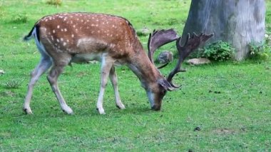 Portrait of fallow deer, dama dama eating on pasture. Wild animal