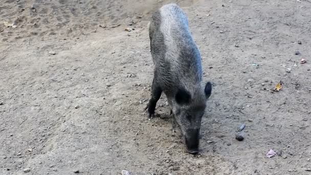 Portrait Wild Board Pig Swine Sus Scrofa Eating Sand Land — 图库视频影像