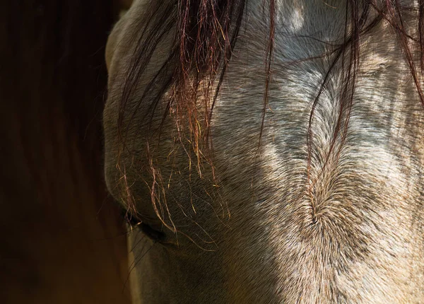Portrait Horse Head Detail Animal Head Eye Mane Soft Light — Stock Photo, Image