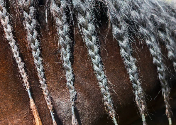 Detail Braided Pigtail Horse Mane Animal Care Decoration — Stock Photo, Image
